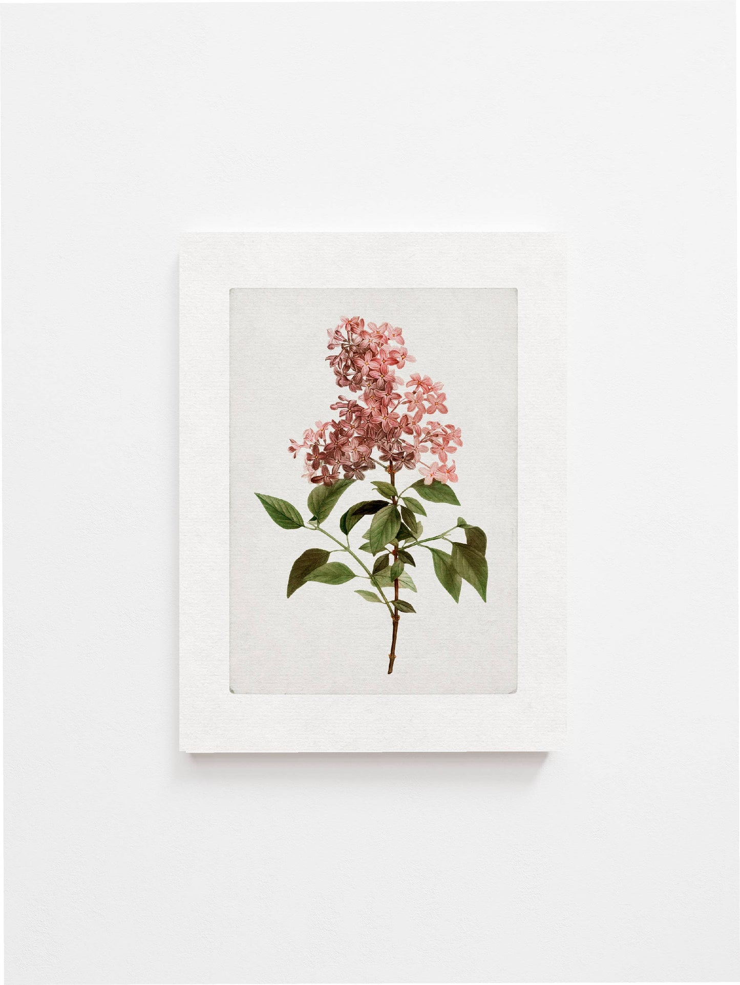 Vintage Pink Lilac Art Print | Botanical Elegance with Border | Made in Canada - Wordkind Stationery Boutique