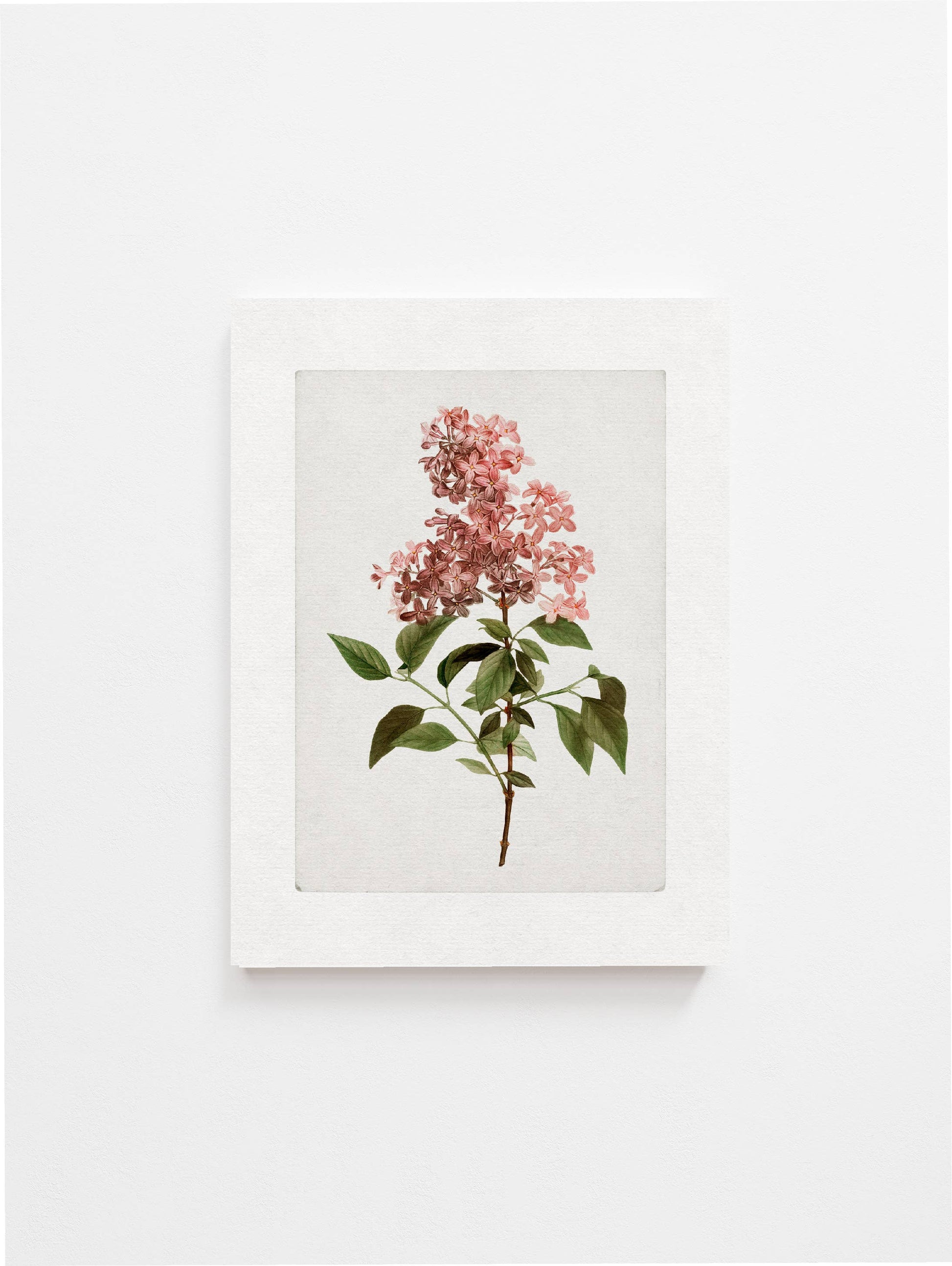 Vintage Pink Lilac Art Print | Botanical Elegance with Border | Made in Canada - Wordkind Stationery Boutique