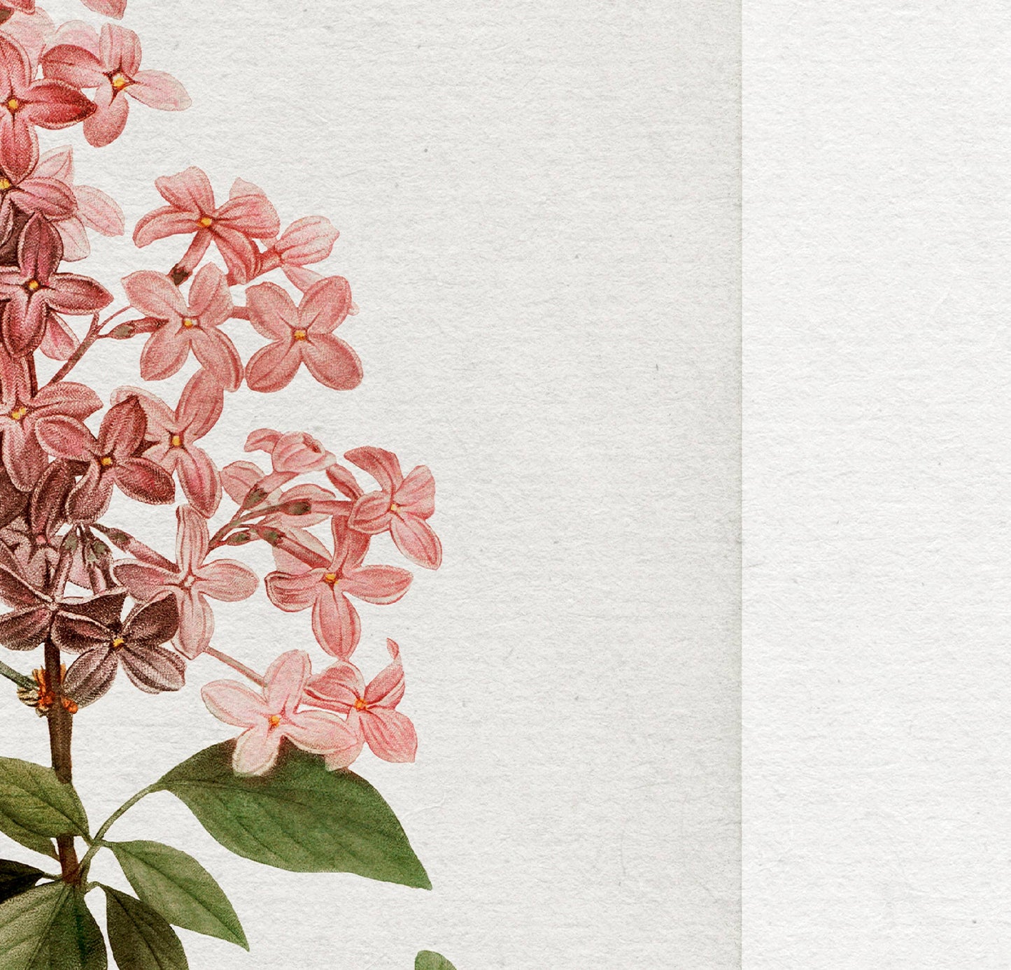 Vintage Pink Lilac Art Print | Botanical Elegance with Border | Made in Canada - Wordkind Stationery Boutique