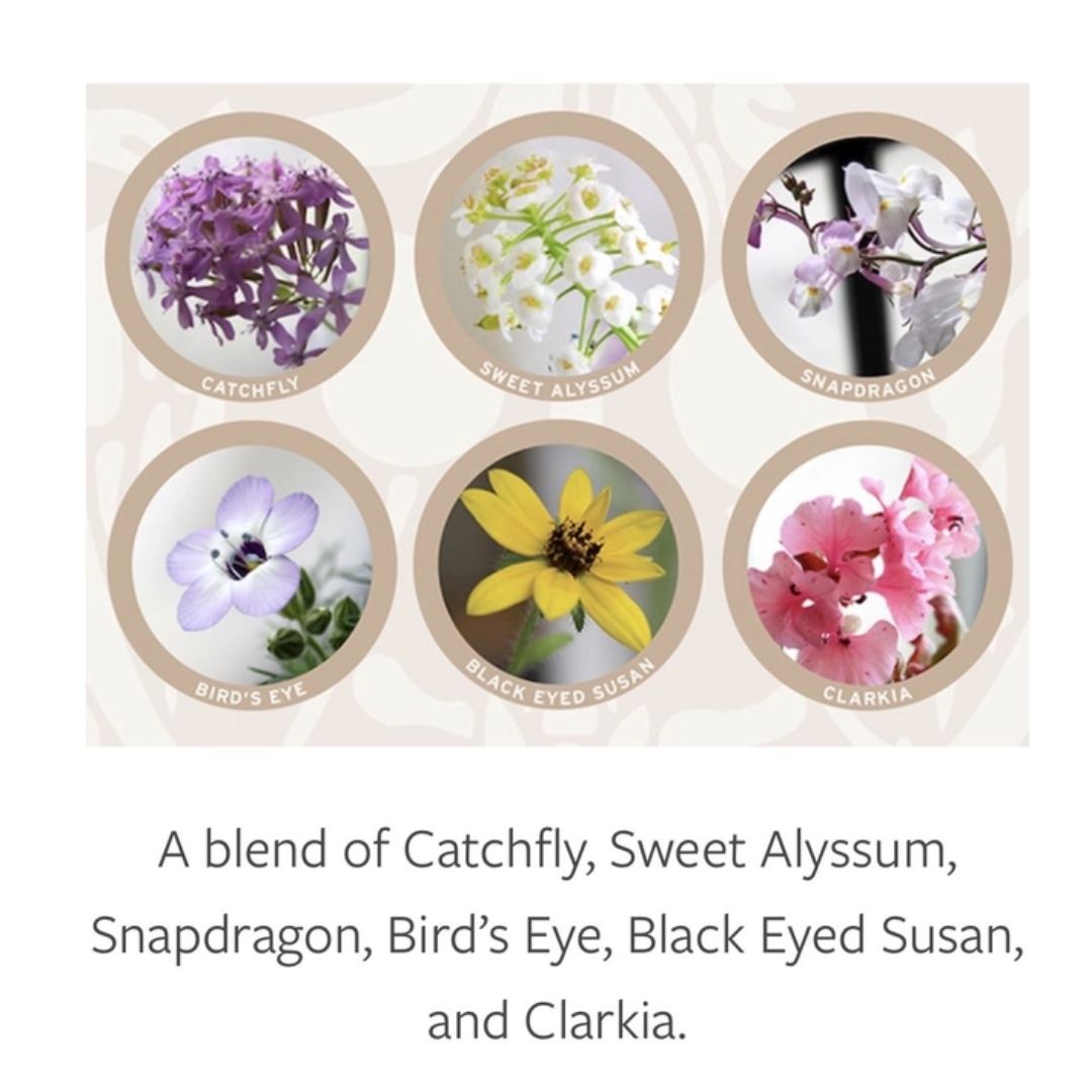 Seed Flower Greeting Cards: A blend of Catchfly, Alyssum, Snap Dragon, Bird's Eye, Black Eyed Susan and Clarkia - Wordkind