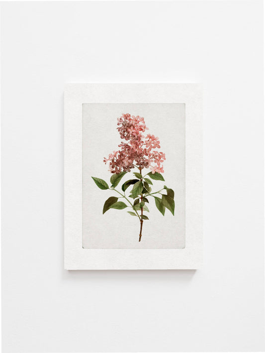 Vintage Pink Lilac Art Print | Botanical Elegance with Border | Made in Canada - Wordkind Stationery Boutique