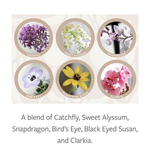 Eco-friendly seed paper greeting cards with a mix of wildflower seeds: Catchfly, Sweet Alyssum, Snapdragon, Bird’s-Eye, Black-Eyed Susan, and Clarkia. Wordkind.